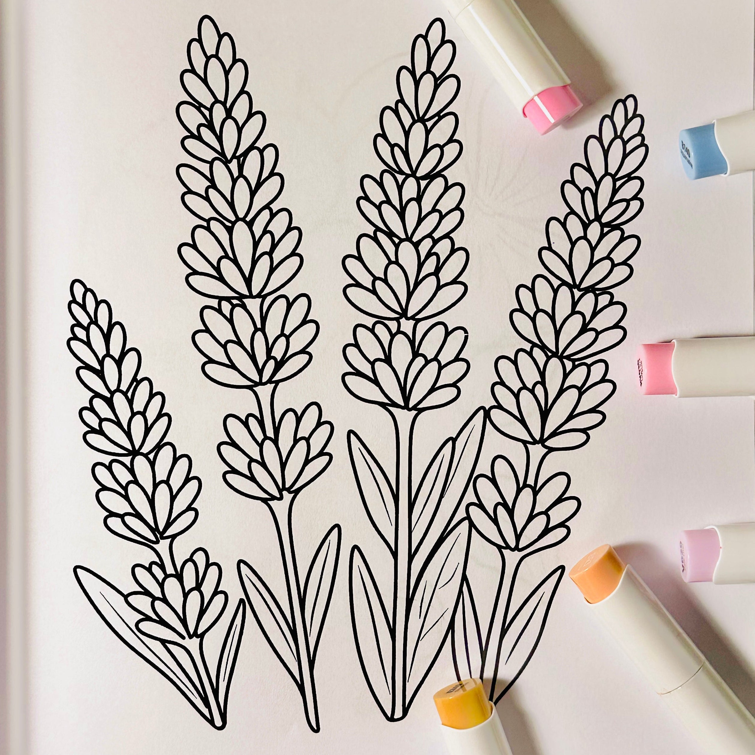 drawing of lavender flowers 